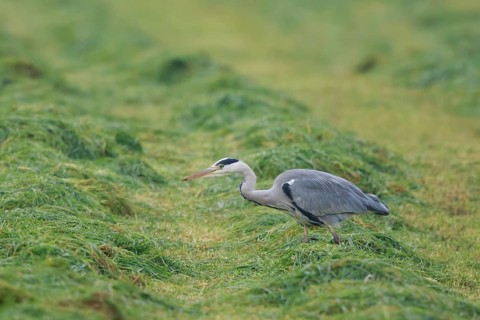 Grey Heron (Ardea cinerea) foraging on freshly mown meadow, North Rhine-Westphalia, Germany