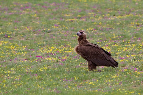 Cinereous Vulture (Aegypius monachus) juvenile perched on flowering grass steppe, Bulgan Aimag,