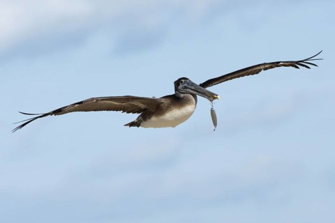 Brown Pelican (Pelecanus occidentalis) juvenile flying, Florida, USA