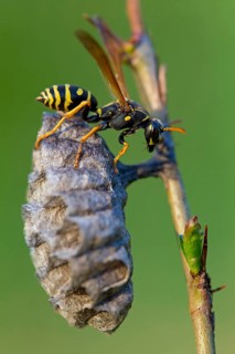 Heath field wasp, Polistes nimpha, paper wasp, Lobau, Vienna, Lower Austria, Austria