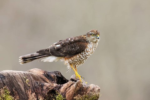 Sparrowhawk (Accipiter nisus) male, standing attentively on a root, wildlife, bird of prey, nature