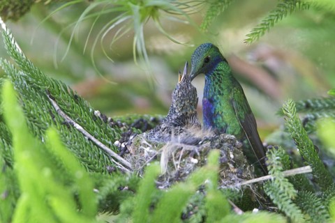 Sparkling Violetear (Colibri coruscans) at its nest in Ecuador, South America
