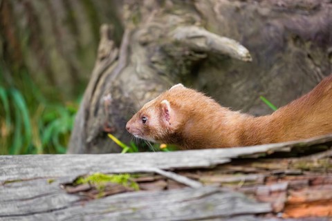 A male ferret (Mustela putorius furo) stands between dead trunks of trees, searching for food