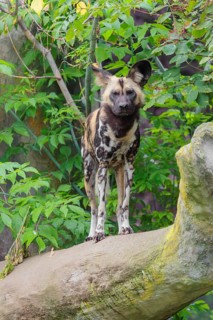 An African Wild Dog, Lycaon pictus, stands in front of some green vegetation on a thick branch of a
