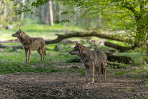 Gray Wolf