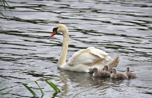 Mute swan, (Cygnus olor) with offspring, chicks, swan babies on the water