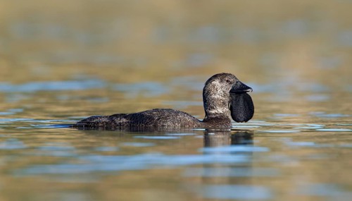 Musk Duck (Biziura lobata) male, Victoria, Australia
