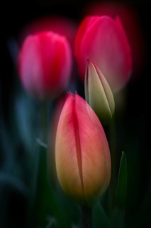 Tulip bud, multiple exposure, pink tulips that have already opened in the background, Germany