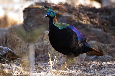 Himalayan Monal (Lophophorus impejanus) male, Bumthang, Bhutan