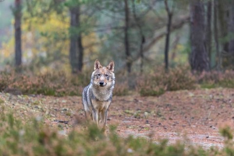 One young male eurasian gray wolf (Canis lupus lupus) running thru a forest with rocks and heather.