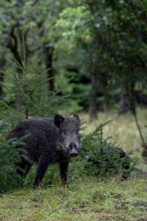 The wild boar (Sus scrofa) cautiously pushes itself out of cover, mast year, acorn mast, defensive,