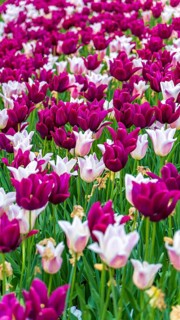 A stunning view of lush purple and white tulips blooming vibrantly in Yvoire, France, displaying a