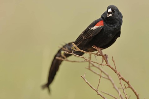 Long-tailed Widowbird (Euplectes progne), Africa
