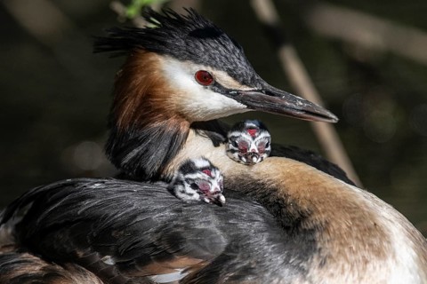 Great Crested Grebe (Podiceps Scalloped ribbonfish) with juveniles, Emsland, Lower Saxony, Germany