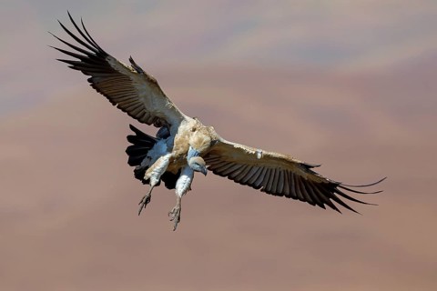 Cape Vulture, also cape griffon (Gyps coprotheres), flight photo, Giant's Castle Hide,