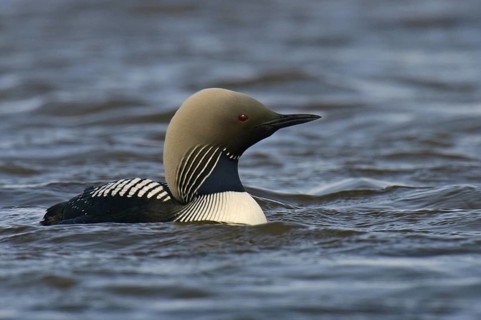 Pacific Loon (Gavia pacifica), Alaska, USA