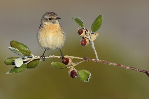 European Stonechat (Saxicola rubicola) female perched on a twig, Andalusia, Spain