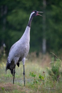 European crane (Grus grus), crane calling in a forest clearing, Podlaskie Voivodeship, Poland
