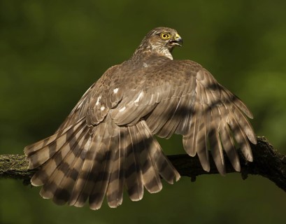 Eurasian Sparrowhawk (Accipiter nisus), Utrecht, Netherlands