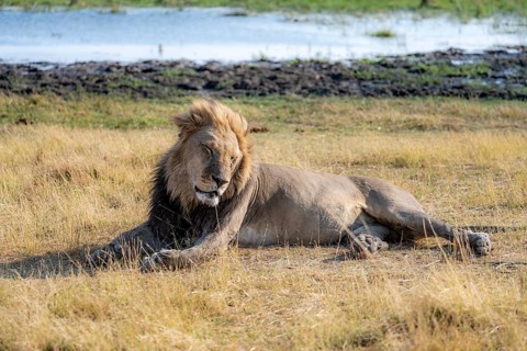 Lion (Panthera leo), adult male sleeping, lying in dry grass, Khwai, Okavango Delta, Moremi Game