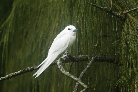 White Tern (Gygis alba), Hawaii, USA