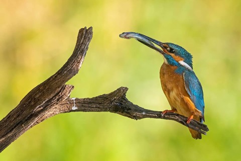 Common Kingfisher (Alcedo atthis) male perched on a branch with fish in its beak, Saxony-Anhalt,