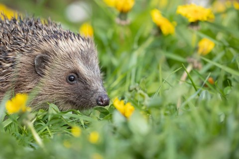 European hedgehog (Erinaceus europaeus) adult animal on a garden grass lawn with dandelion flowers