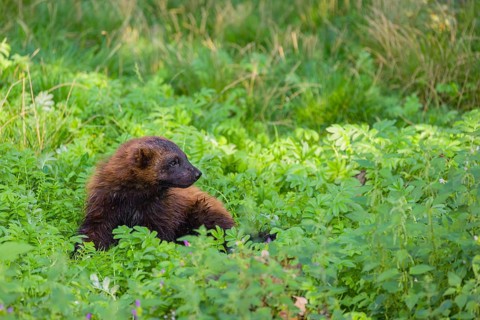 A wolverine (Gulo gulo) rests on a green meadow at a forest edge