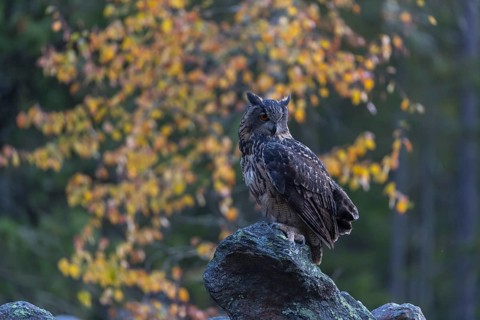 One Eurasian Eagle Owl, Bubo bubo, sitting on grey rocks, a birch tree in autumnal colors in the