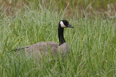 Canada Goose (Branta canadensis), Alberta, Canada