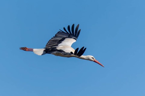 Stork in flight under a clear blue sky, white stork (Ciconia ciconia), wildlife, Germany