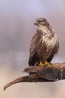 Common Buzzard (Buteo buteo), Lower Saxony, Germany