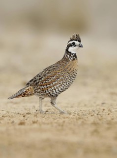 Northern Bobwhite (Colinus virginianus) male, Texas, USA