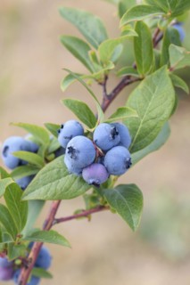 Blueberry (Vaccinium corymbosum 'Blueray'), Bundessorteamt, Marquardt testing centre, Marquardt,