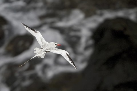 Red-billed Tropicbird (Phaethon aethereus) flying, Trinidad and Tobago