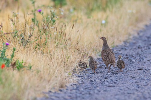 Grey partridge (Perdix perdix) female with three young birds on a field path made of gravel stones