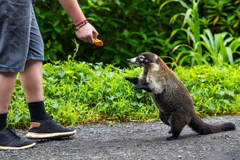 Coati being fed (Nasua narica), Mammals (Mammalia), Alajuela, Costa Rica