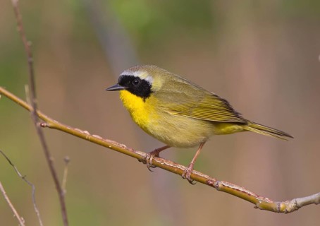 Common Yellowthroat (Geothlypis trichas) male, Ohio, USA