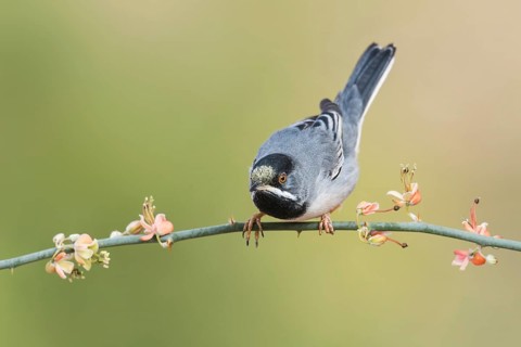 Rüppell's Warbler (Sylvia ruppeli) male, Eilat, Israel