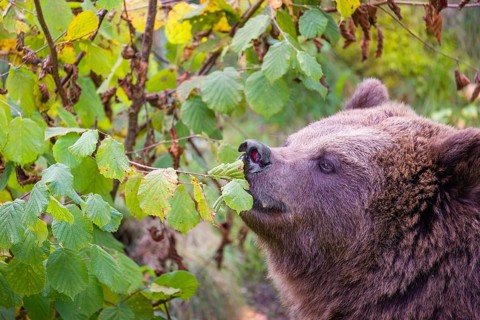 An adult female brown bear (Ursus arctos arctos) eating leaves from a birch tree