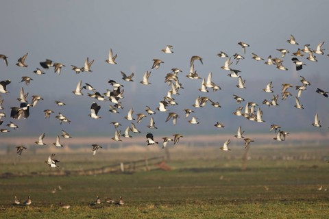 Golden Plover & Northern Lapwing (Pluvalis apricaria & Vanellus vanellus) flock flying, Netherlands