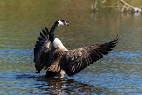 A goose majestically spreads its wings on the water, Canada goose, (Ardea cinerea), wildlife,