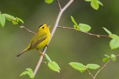 Wilsons Warbler (Wilsonia pusilla)perched on a branch in Victoria, BC, Canada