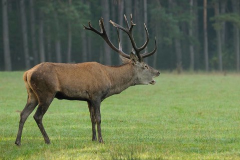 Stag with antlers emitting calling sounds, standing on a green meadow, red deer (Cervus elaphus),