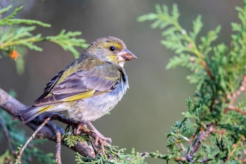 European Greenfinch (Chloris chloris) female perched on a branch, Castile and Leon, Spain