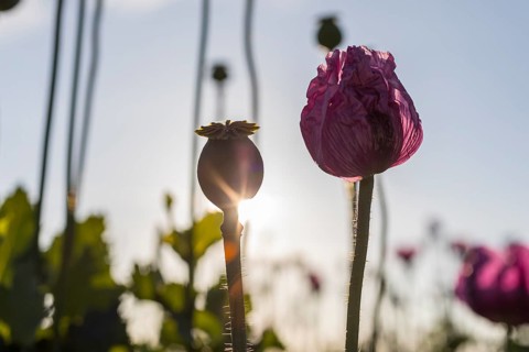 Poppy capsule and opening flower of the blue poppy (Papaver somniferum) in the morning backlight in
