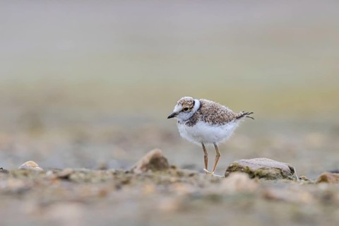 Little Ringed Plover (Charadrius dubius) juvenile, North Rhine-Westphalia, Germany