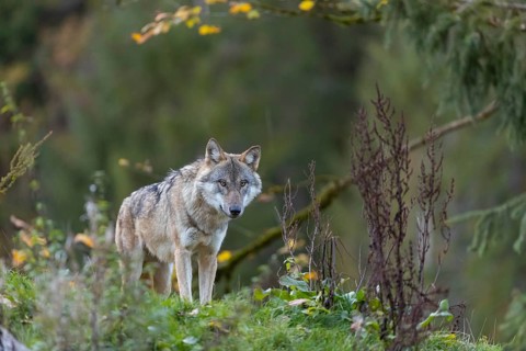 One eurasian gray wolf (Canis lupus lupus) standing on a hill, observing the area. A green forest