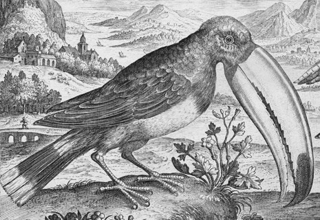 Toucan (Ramphastidae) in front of a mountain landscape, copperplate engraving by Adriaen Collaert,