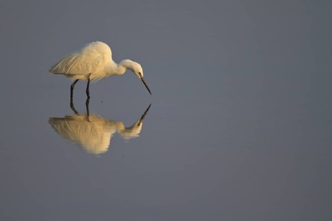 Little Egret (Egretta garzetta) foraging, Mallorca, Spain